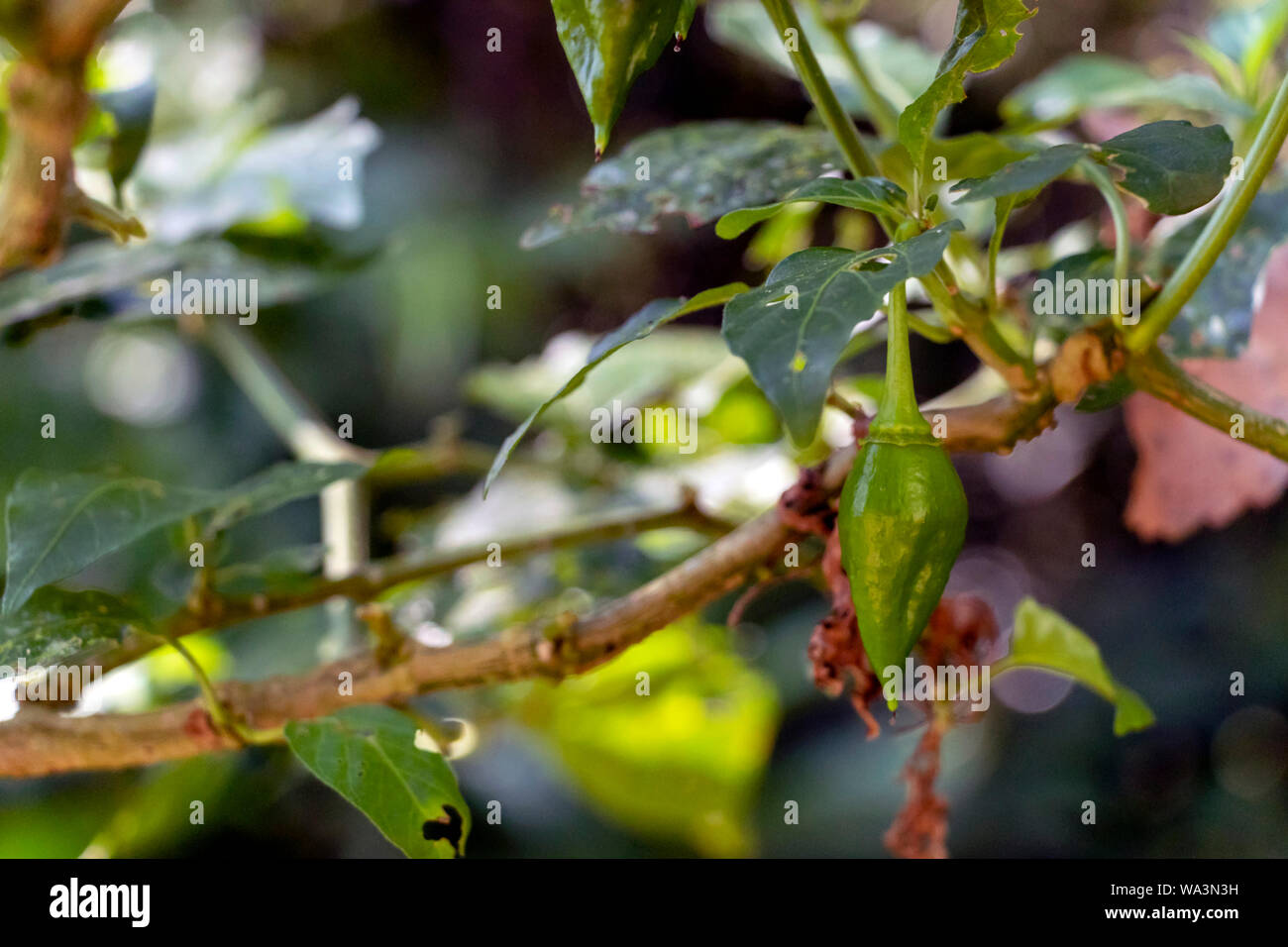 Slightly blurred green background with fresh berries and fruits of