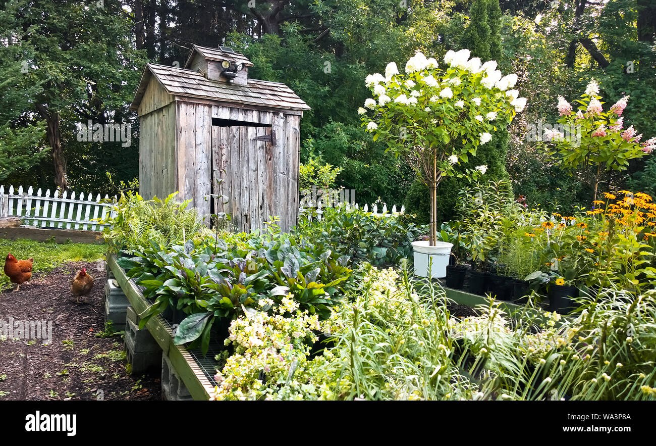 Country garden in the summertime Stock Photo