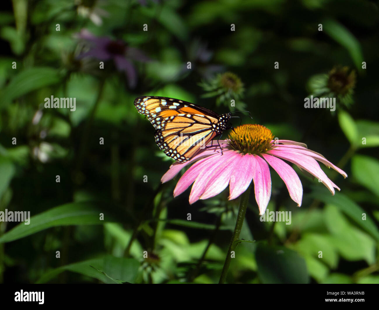 Monarch butterfly on purple coneflowers Stock Photo Alamy