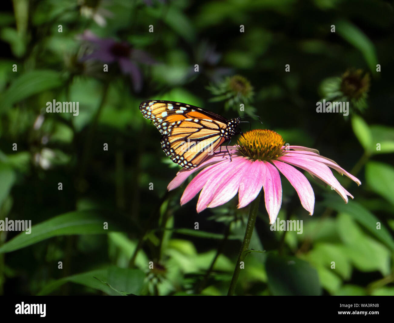 Monarch butterfly on purple coneflowers. Stock Photo