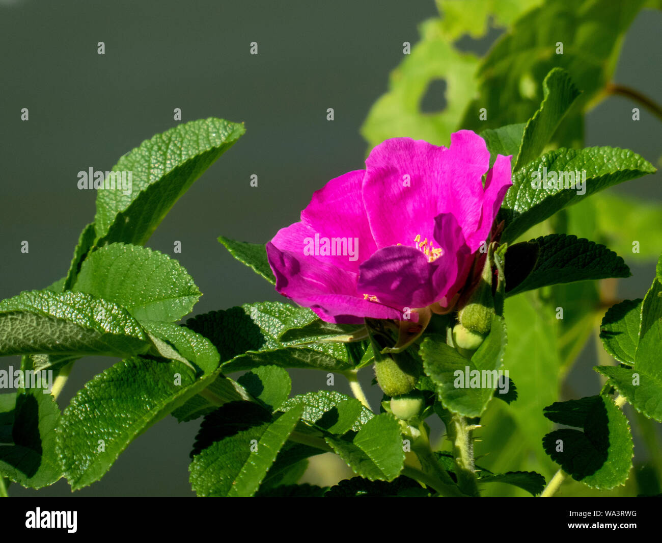 Beautiful red flower hi-res stock photography and images - Alamy