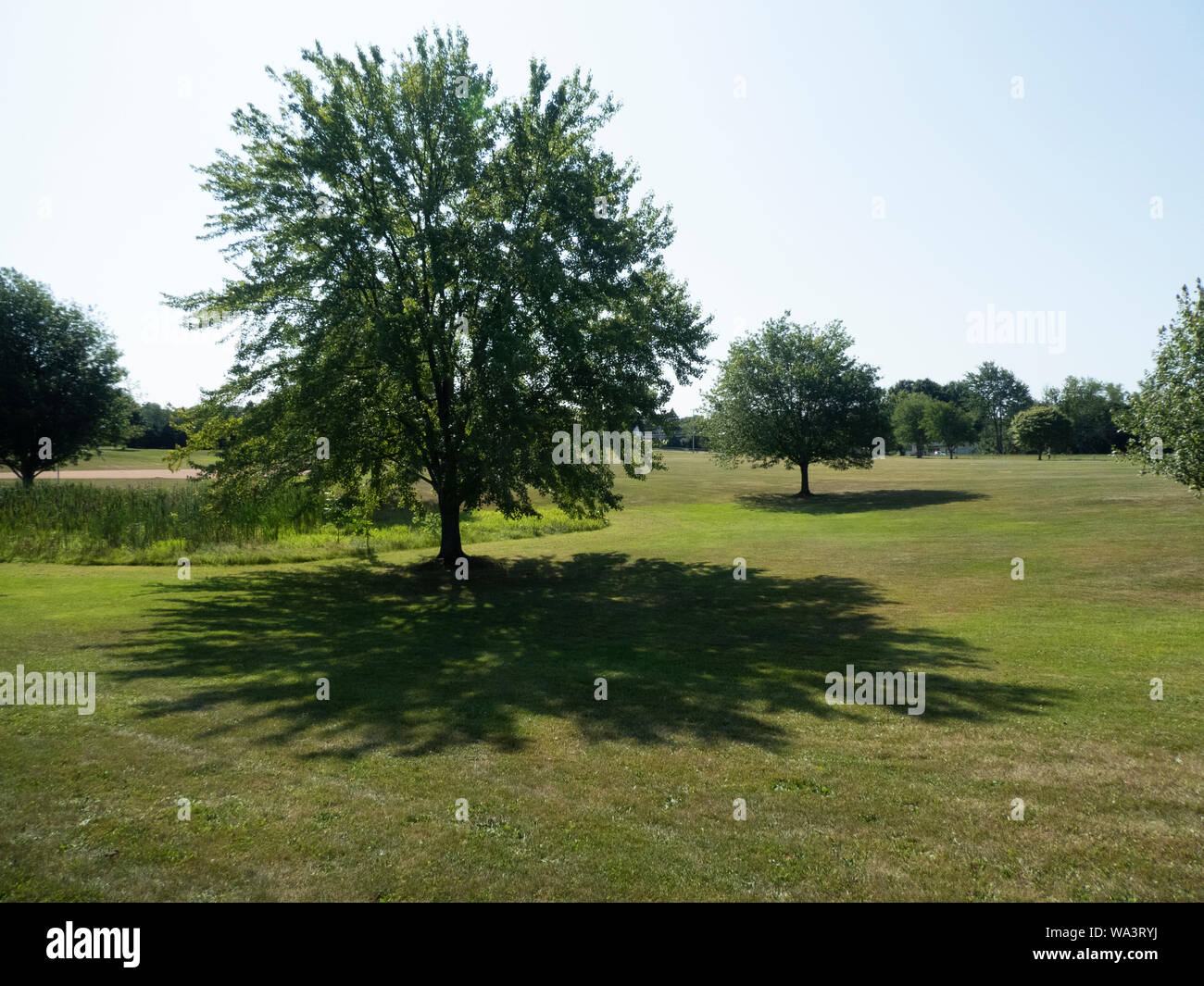 Trees and their shadows. Stock Photo