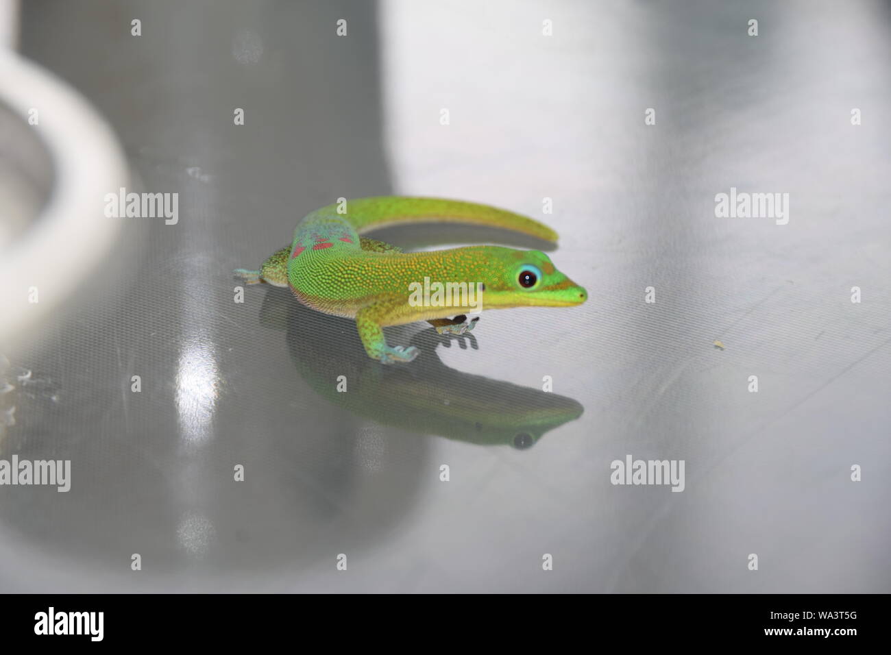 Gold Dust Day Gecko on glass table in Hawaii Stock Photo