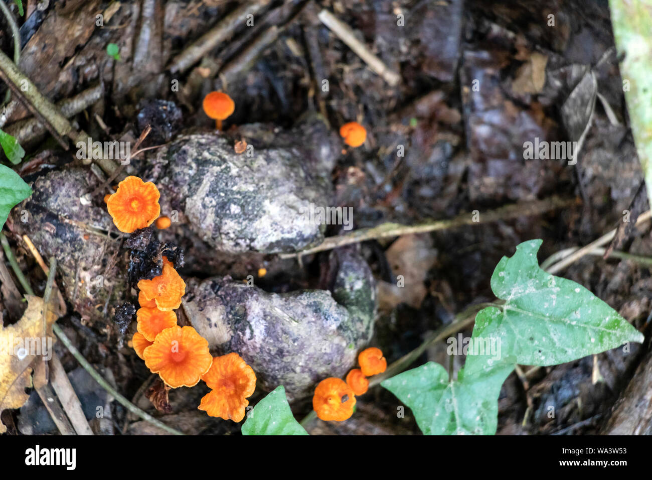 Slightly blurred nature background : Mushrooms in the Amazonian jungles, South America Stock Photo