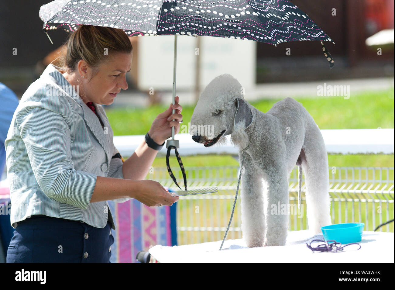 bedlington terrier show