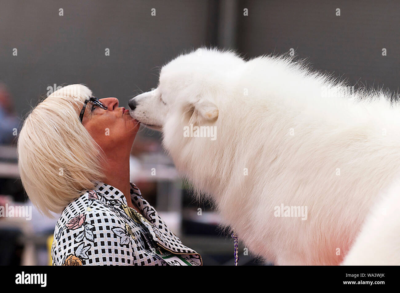 Llanelwedd, Powys, UK. 17th August 2018. A Samoyed shows affection. Judging  of Working, Pastoral and Terriers takes place on the second day of The  Welsh Kennel Club Dog Show, held at the