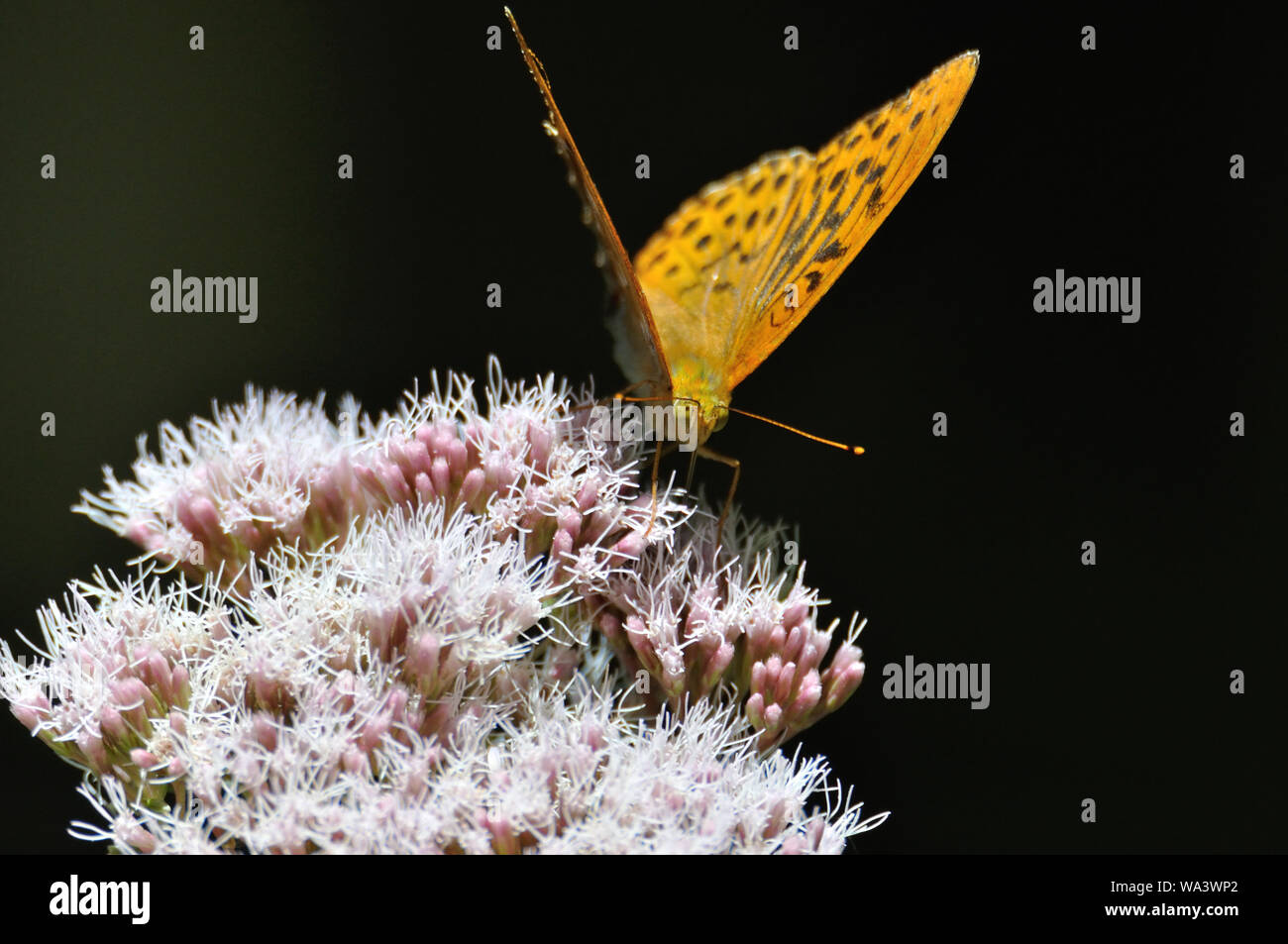 Kaisermantel (Argynnis paphia) auf einer Blüte in der Nähe von Losheim im Saarland. Stock Photo