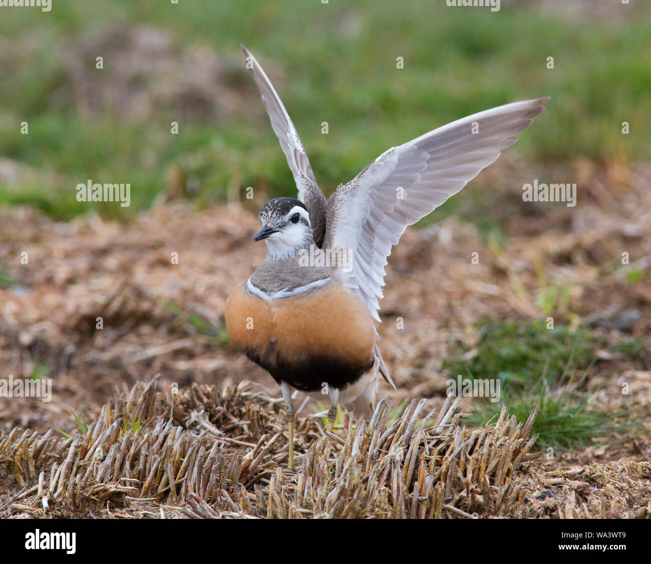 Close up of a Dotterel Charadrius morinellus spreading out it's wings on a Peak District Moorland in Spring on passage to Scotland Stock Photo
