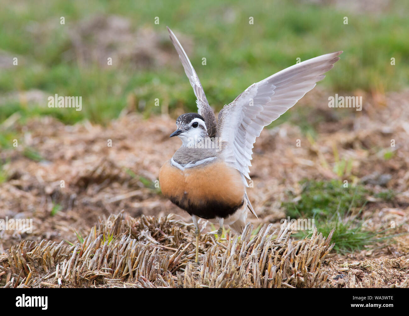 Close up of a Dotterel Charadrius morinellus spreading out it's wings on a Peak District Moorland in Spring on passage to Scotland Stock Photo