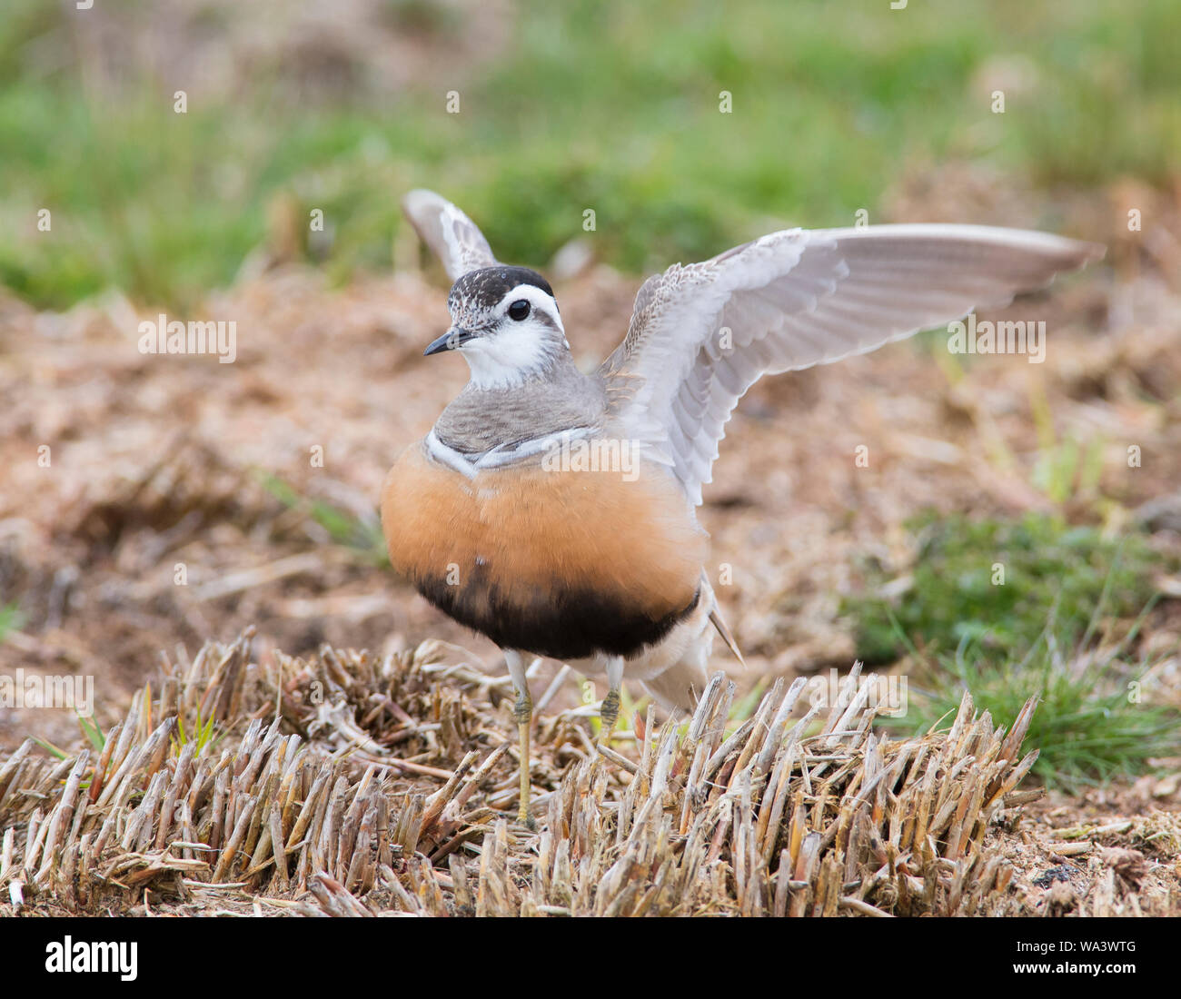 Close up of a Dotterel Charadrius morinellus spreading out it's wings on a Peak District Moorland in Spring on passage to Scotland Stock Photo