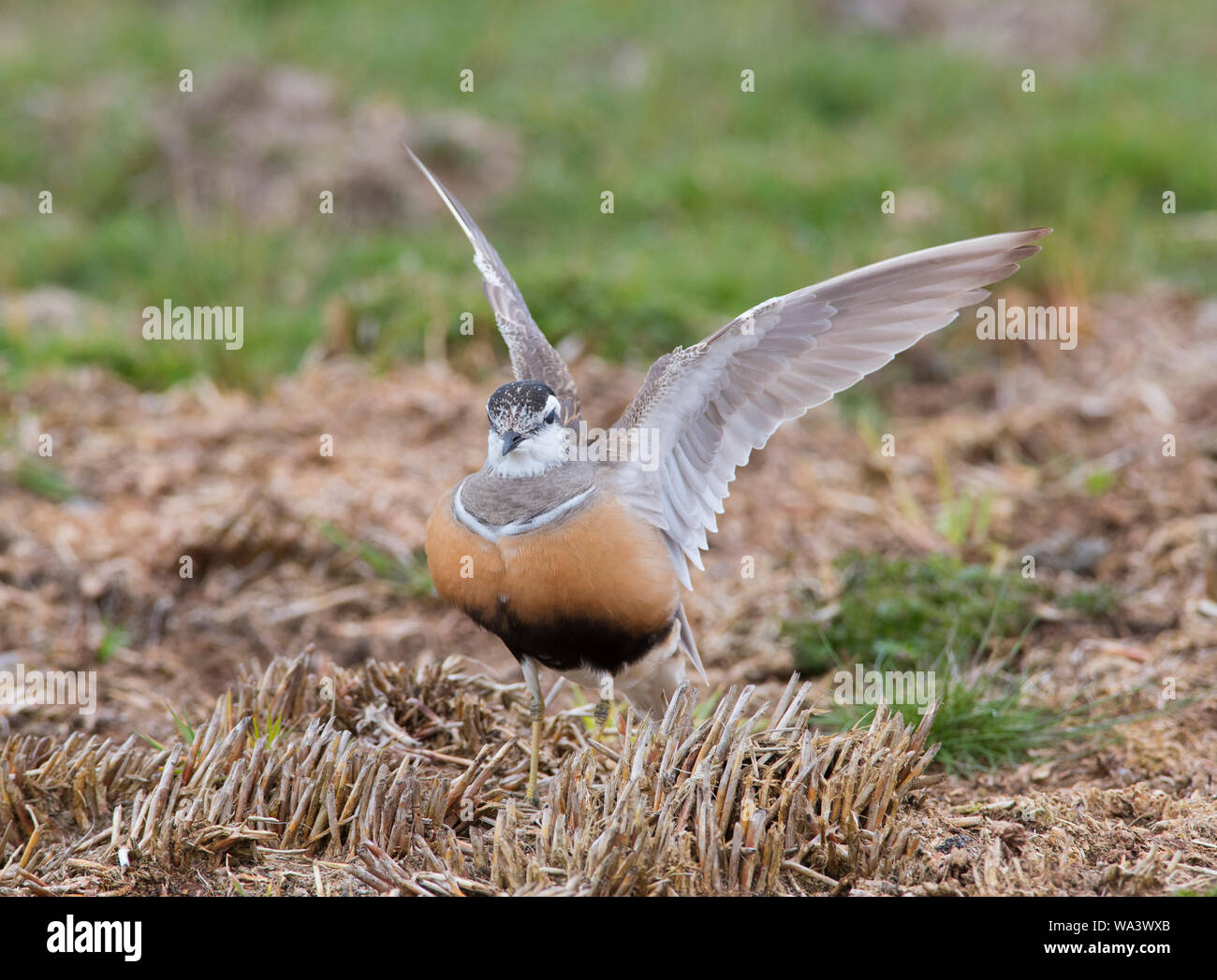 Close up of a Dotterel Charadrius morinellus spreading out it's wings on a Peak District Moorland in Spring on passage to Scotland Stock Photo