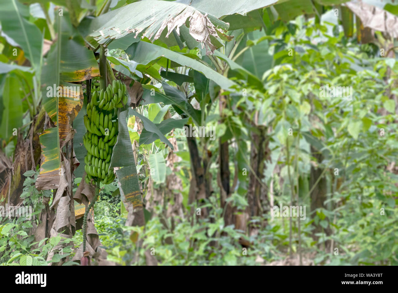 Banana plantation in nature with daylight, Green Banana tree in the