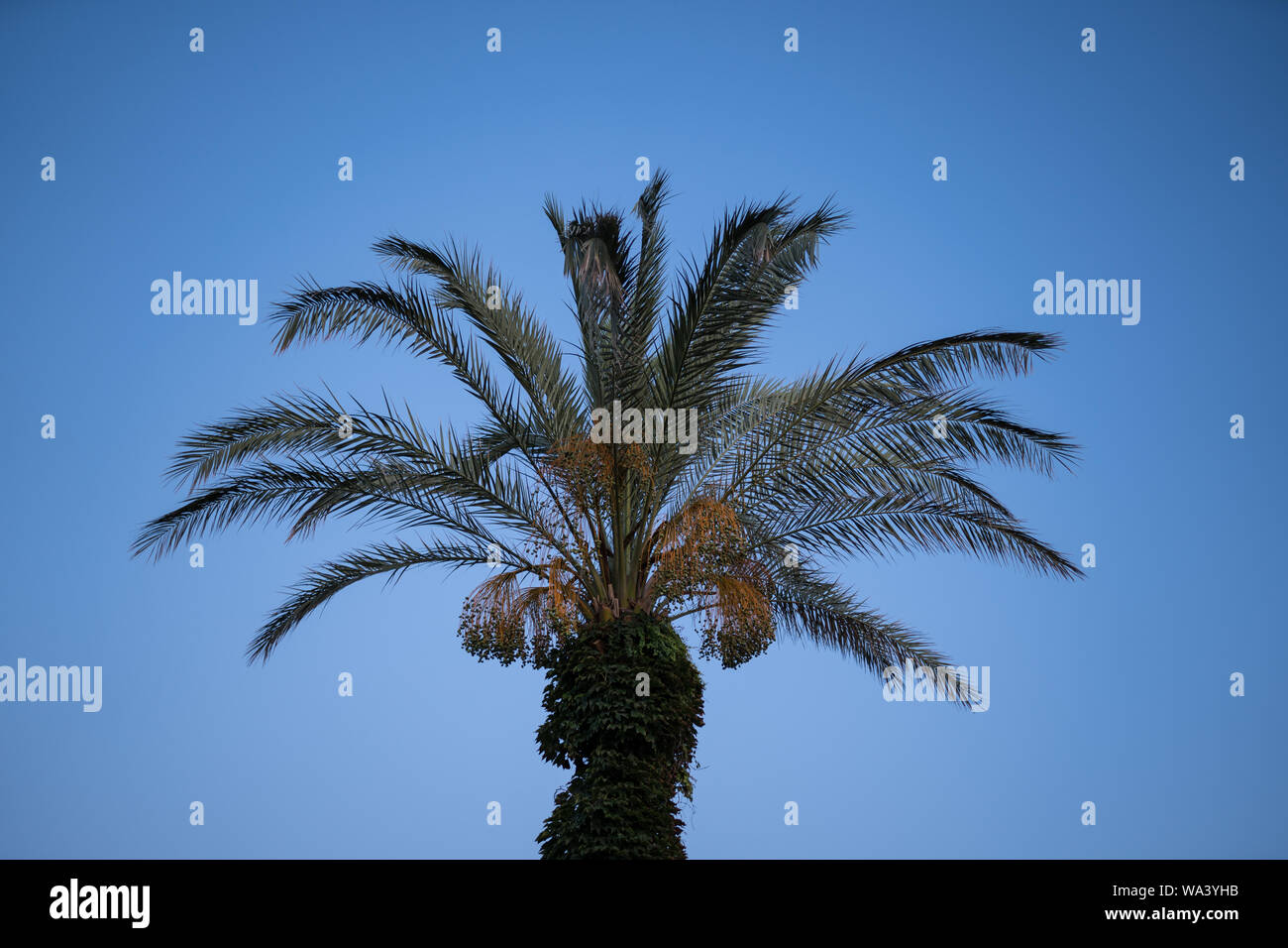 Single palm tree in Antalya Side Stock Photo - Alamy