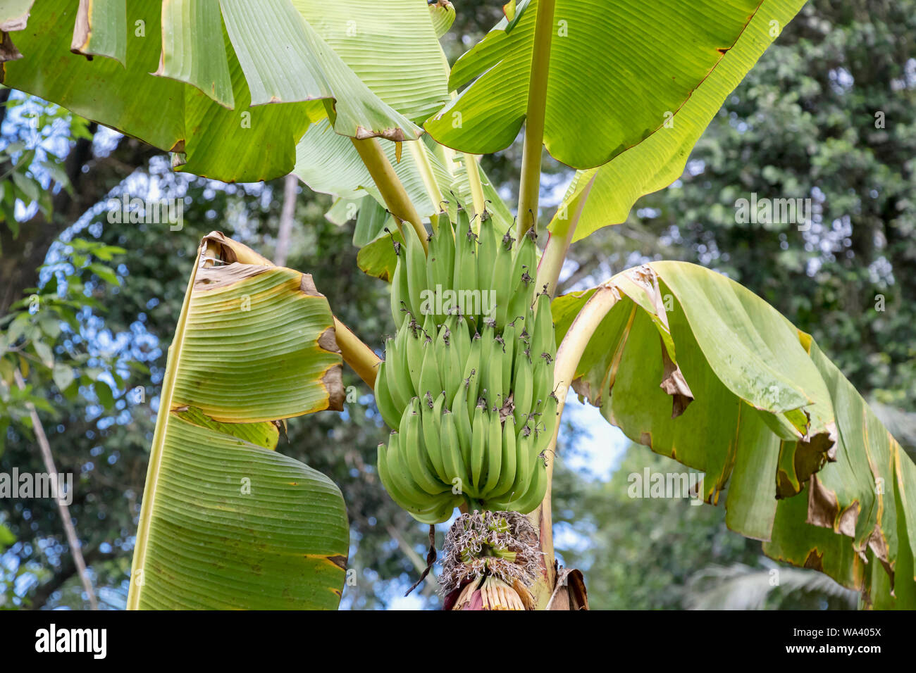 Close up of Unripe Bananas in the jungle Detail of Green Banana tree