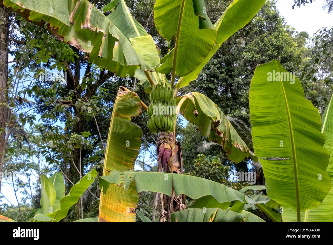 Bananas amazon rainforest hires stock photography and images Alamy