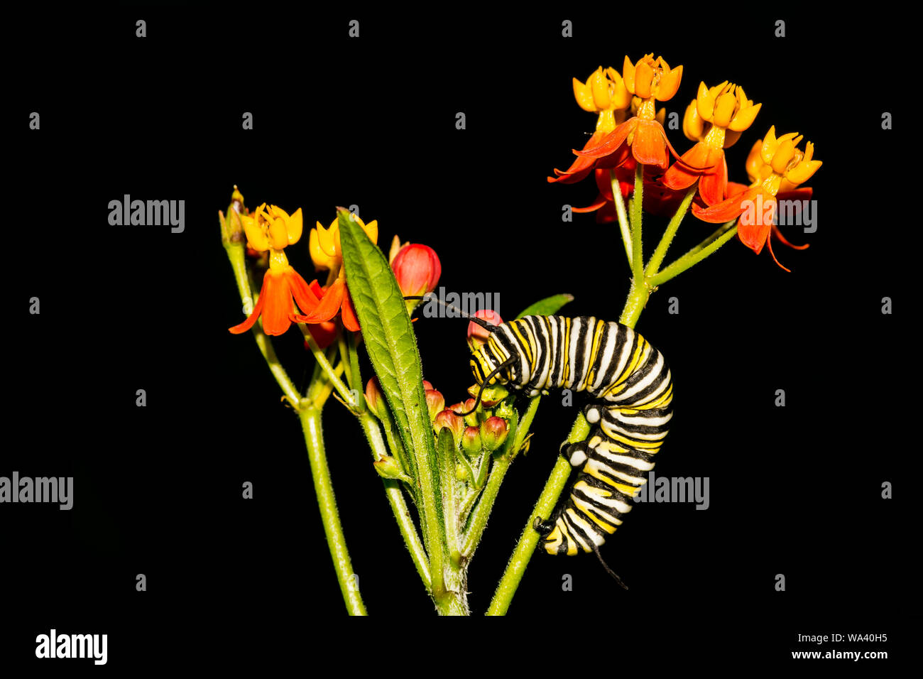 A Monarch Caterpillar feeding at a Monarch Waystation in Connecticut