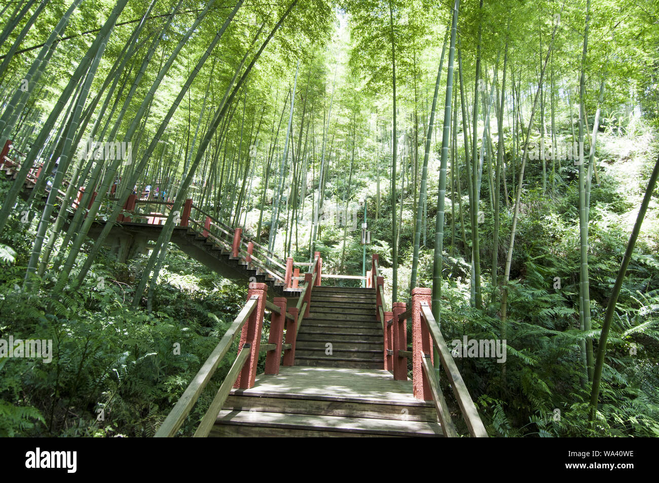 Guizhou chishui city bamboo sea scenic spot Stock Photo