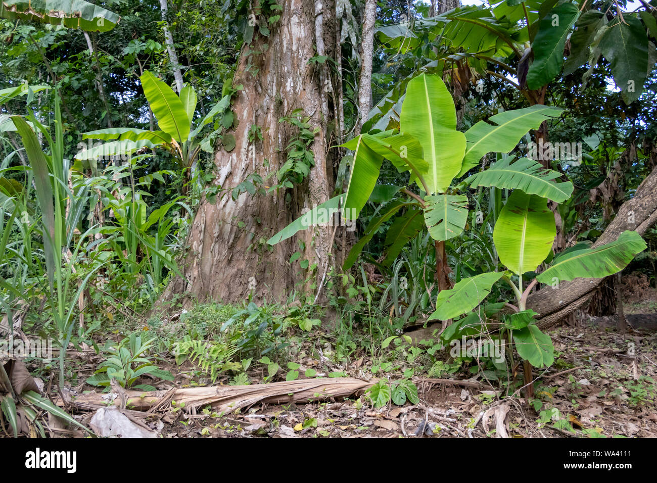Banana plantation in nature with daylight, Green Banana tree in the