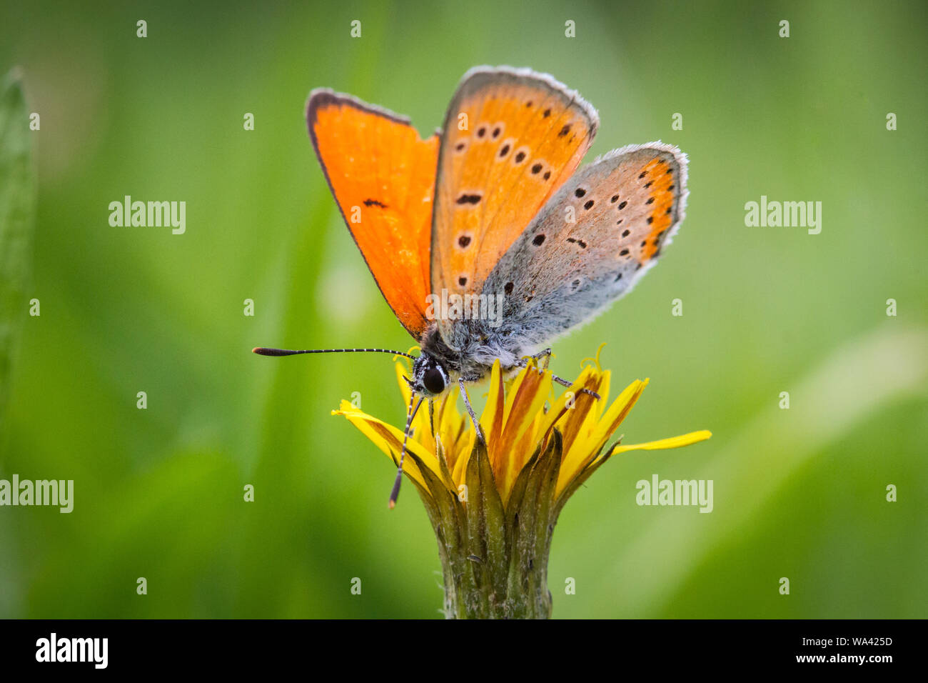 Large copper (Lycaena dispar) feeding on flower Stock Photo