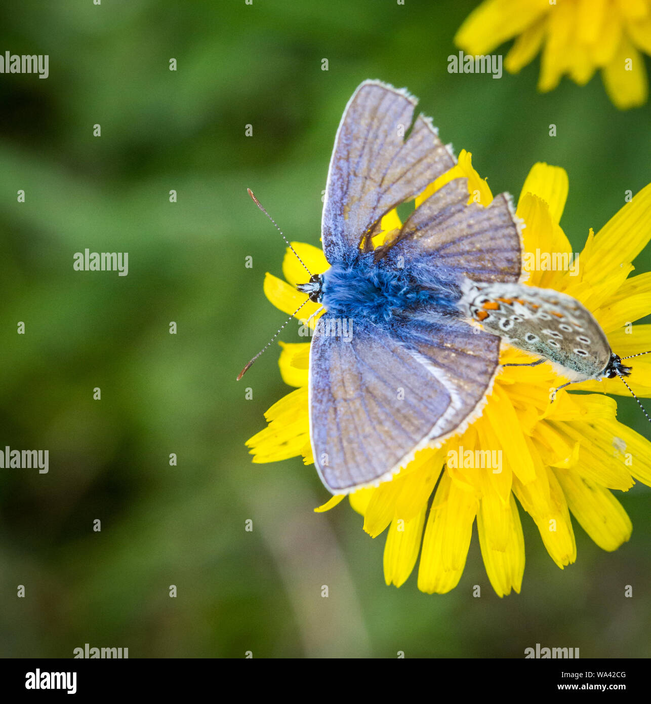 Two common blue butterflies (Polyommatus icarus) breeding on a yellow flower Stock Photo