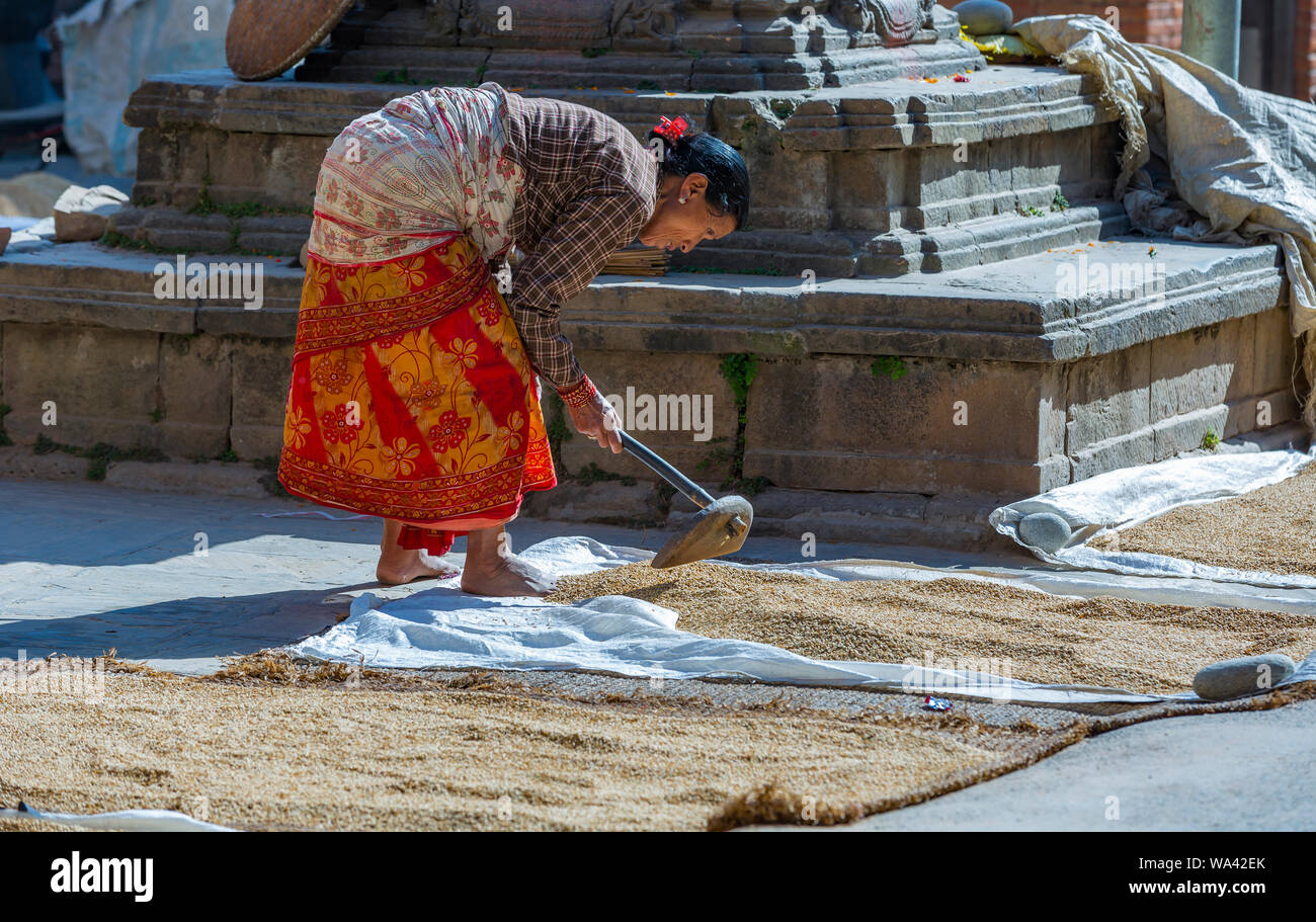 Kathmandu,Nepal: November 02,2017: asian senior women is drying rice in the sun Stock Photo