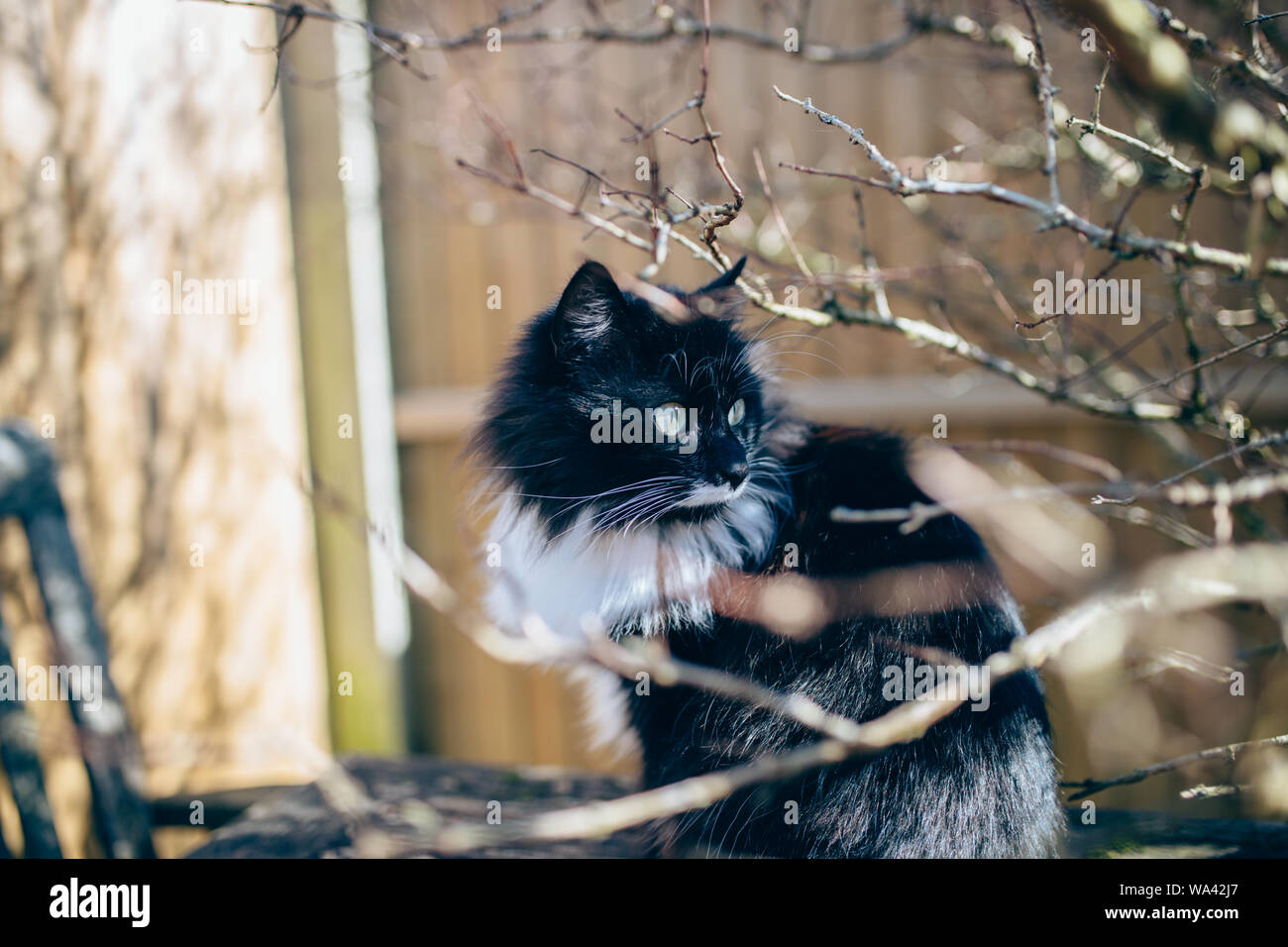 Black and white cat in the garden Stock Photo - Alamy