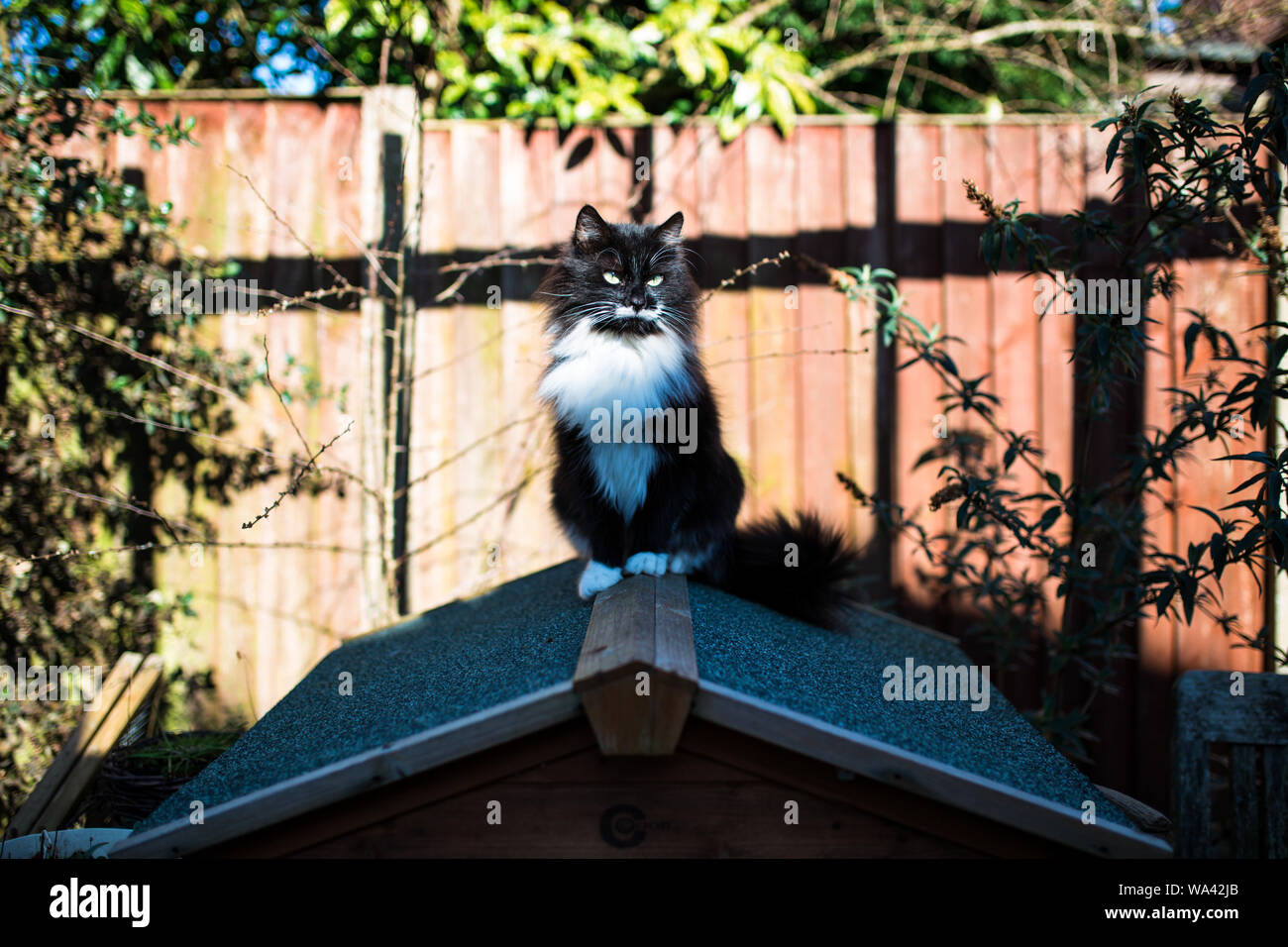 Cat sat on the roof Stock Photo