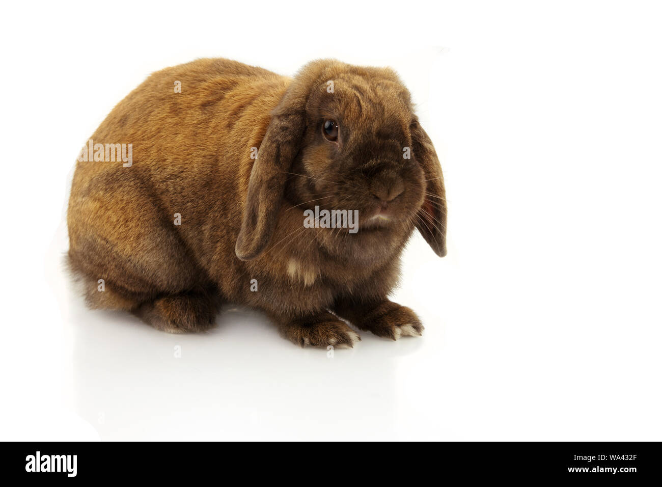 Portrait domestic rabbit isolated on white background Stock Photo - Alamy