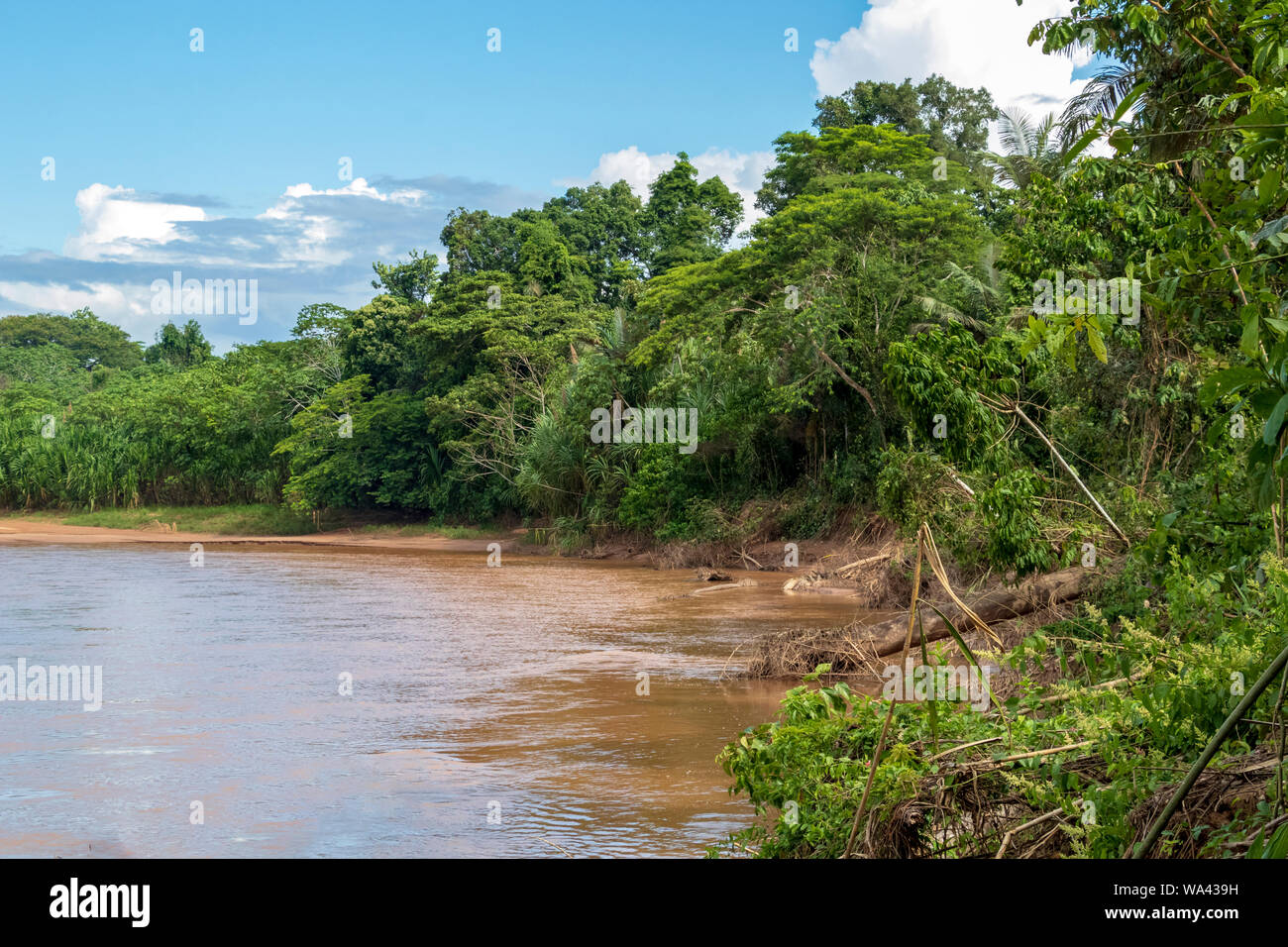 Amazon River Basin Madidi National Park At Golden Hour River Water Floating Through Green Rainforest Bolivia Stock Photo Alamy Amazon River Basin Madidi National Park At Golden Hour River Water Floating Through Green Rainforest Bolivia Stock Photo Alamy