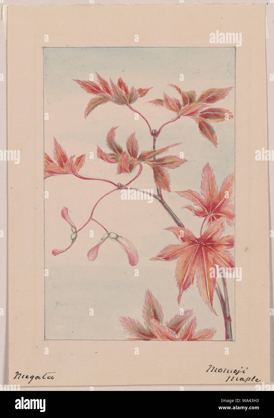 Branch of a maple tree with leaves and seeds] / Megata Stock Photo - Alamy