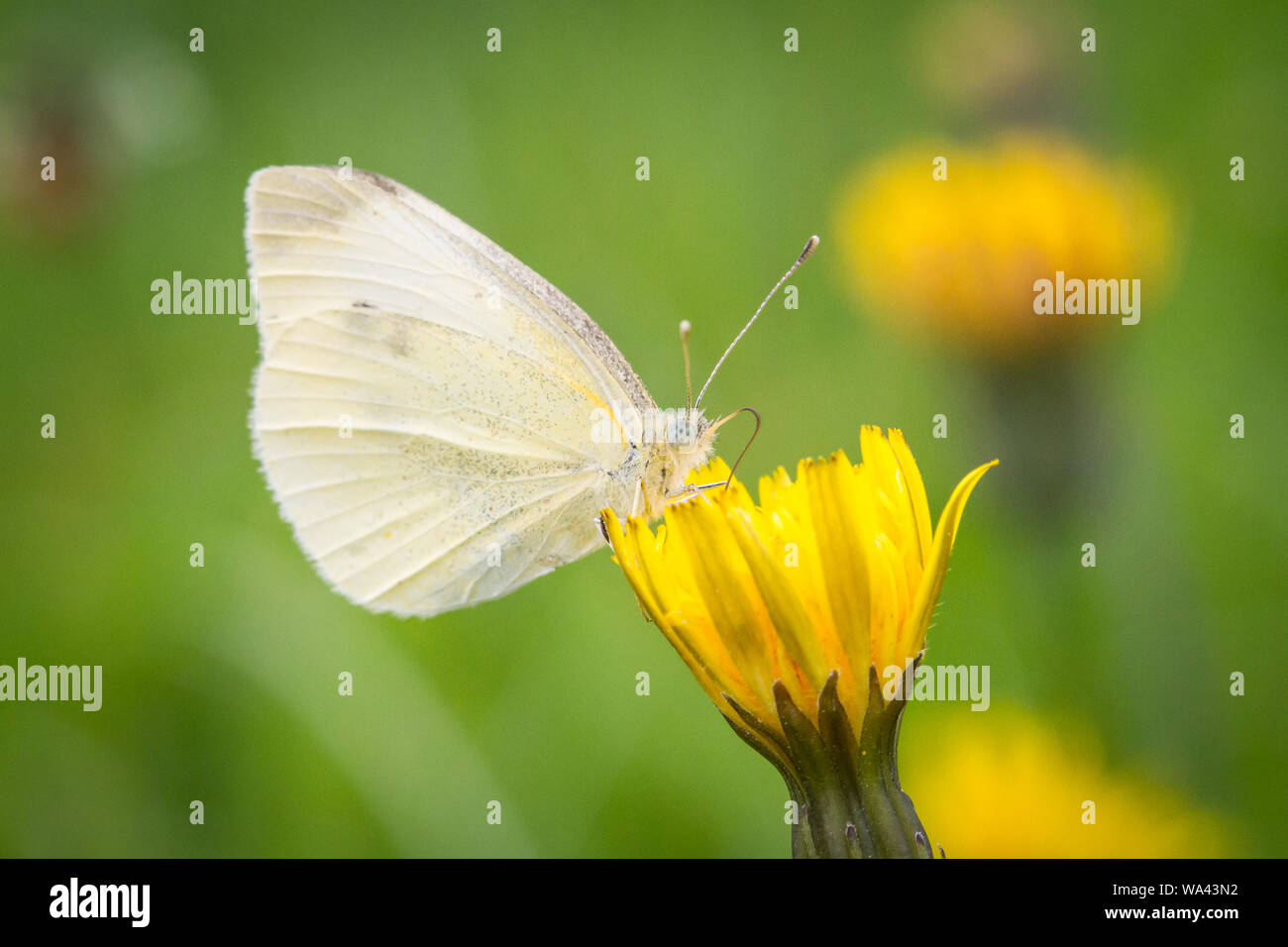 Small cabbage white butterfly (Pieris rapae) feeding on a yellow flower Stock Photo