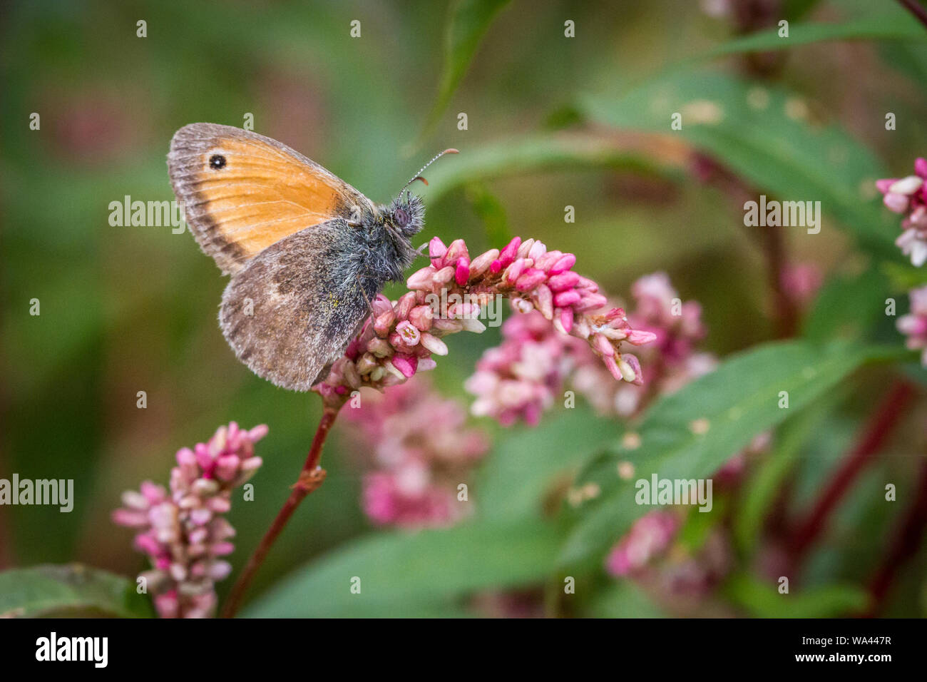 Small heath butterfly (Lepidoptera Coenonympha pamphilus) feeding on a pink flower Stock Photo
