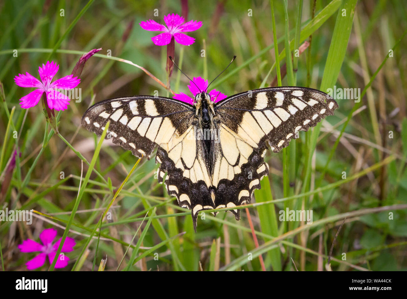 Swallowtail butterfly (Papilio machaon) feeding on carthusian pink (Dianthus carthusianorum) Stock Photo