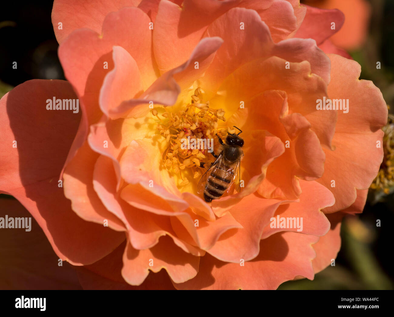 Close up of a bee on a blushing pink rose. Stock Photo