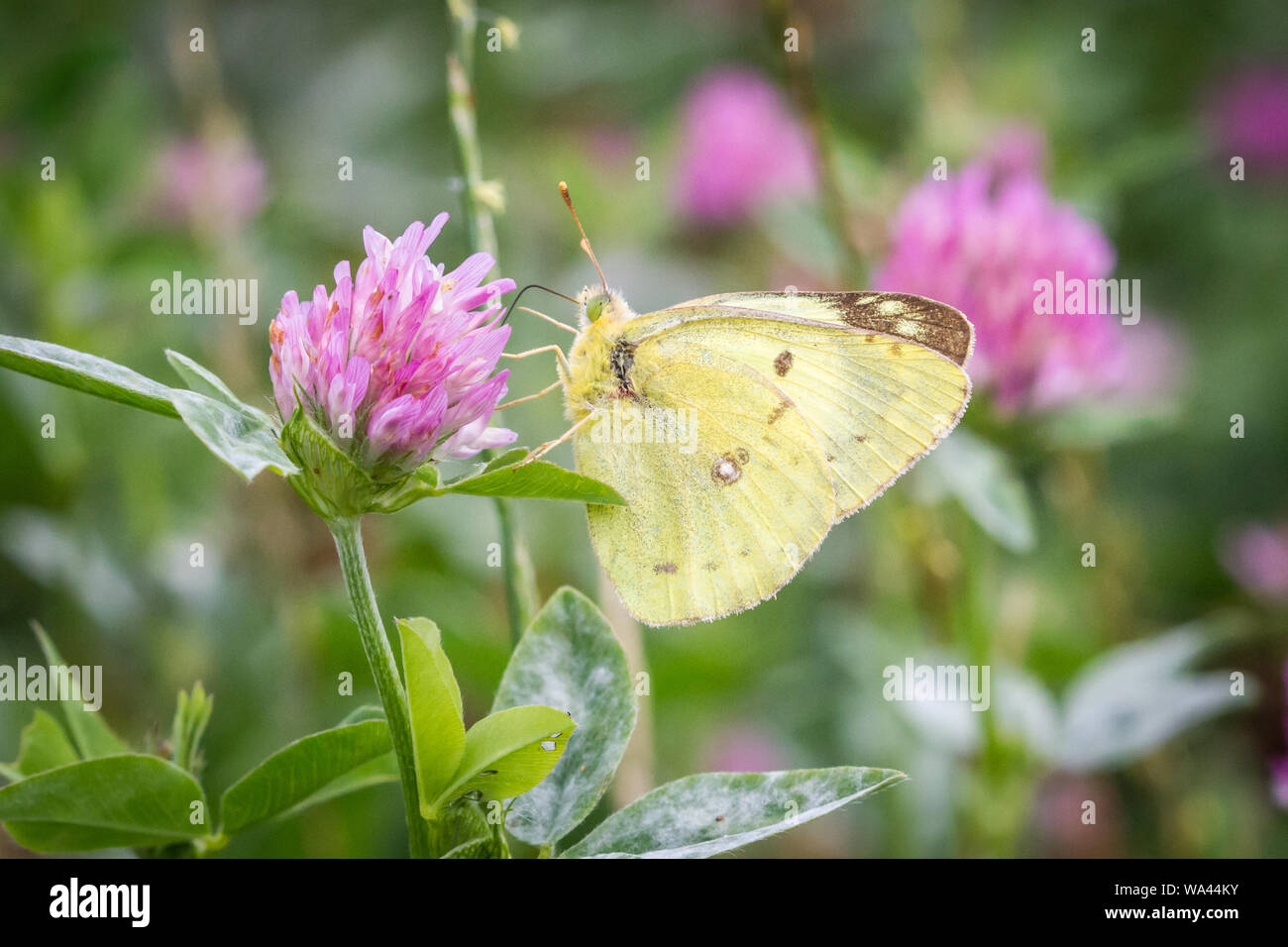 Common clouded yellow (Colias croceus) feeding on violet clay Stock Photo