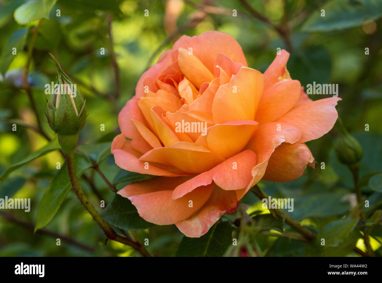 Close up of blushing pink roses. Stock Photo