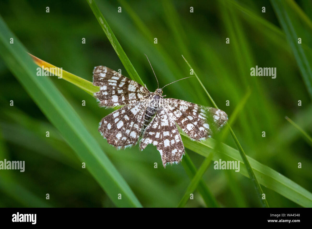 Latticed heath moth (Chiasmia clathrata) Stock Photo
