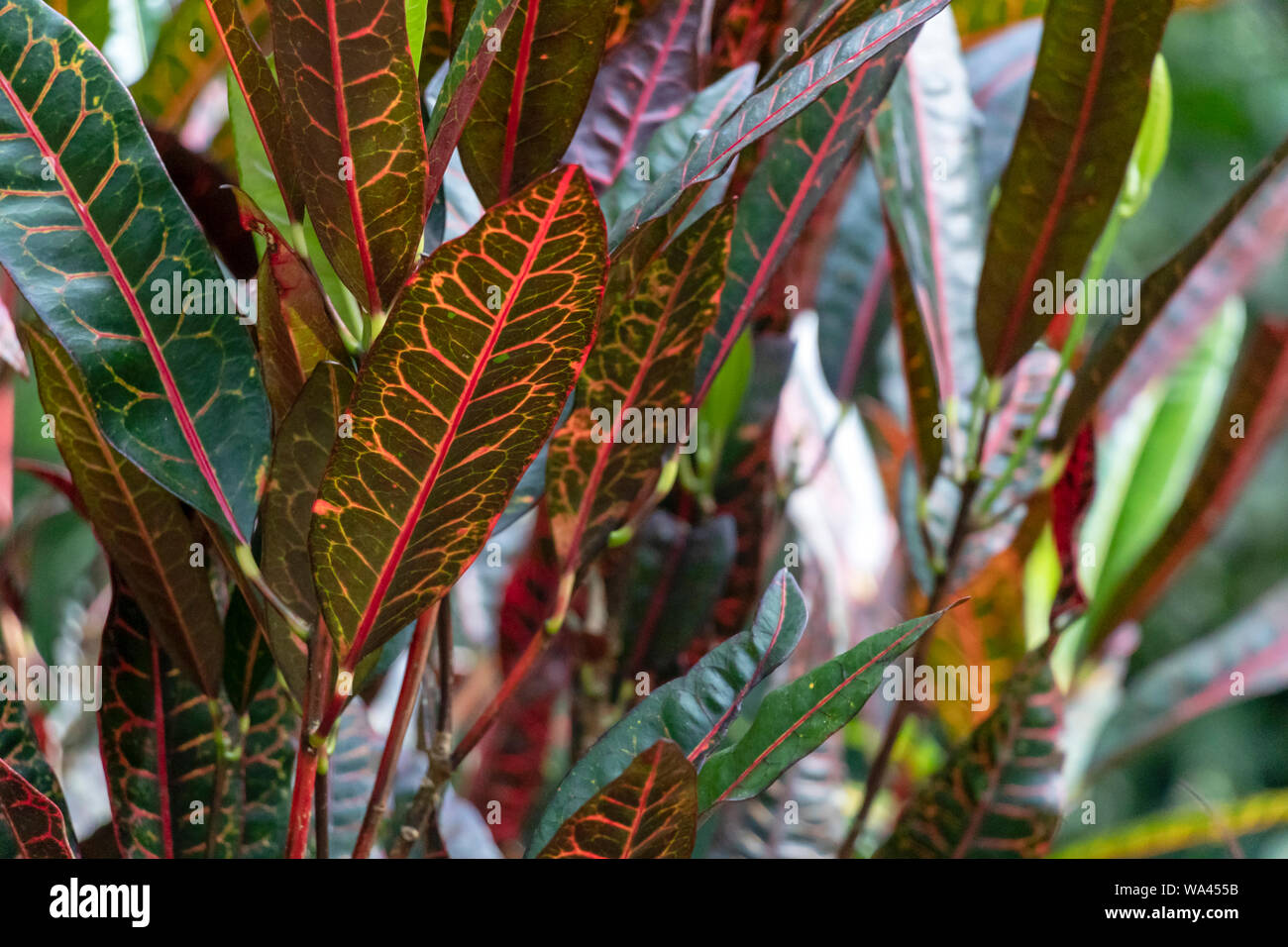 Slightly Blurred Nature Background Rainforest Flora Of Amazon River Basin In South America Nature Protection And Sustainable Living Concept Stock Photo Alamy