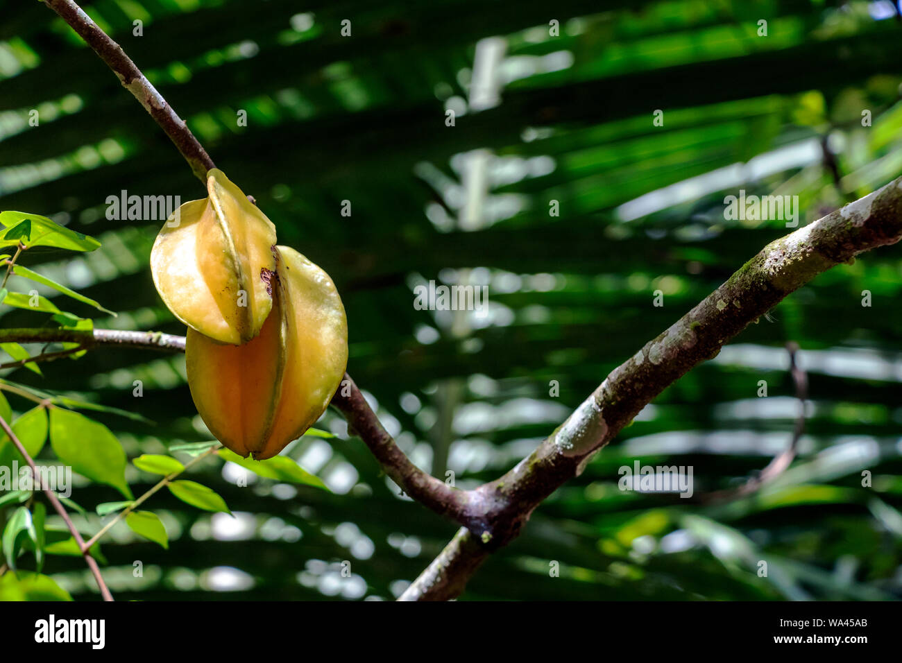 Slightly blurred green background with fresh berries and fruits of