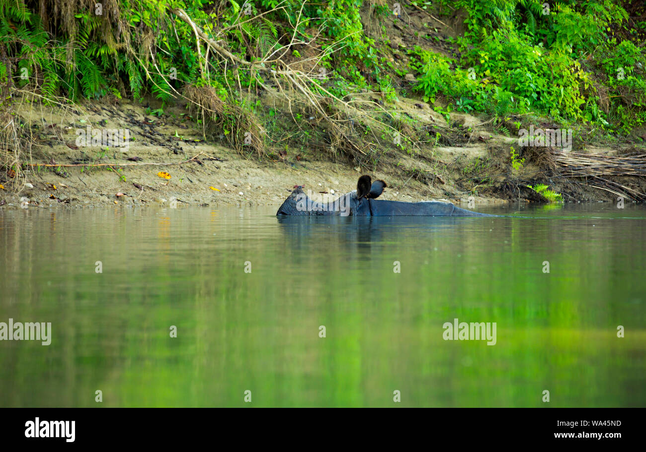 hippo  swimming on a river bank just with the head over water in an National Park in Nepal Stock Photo