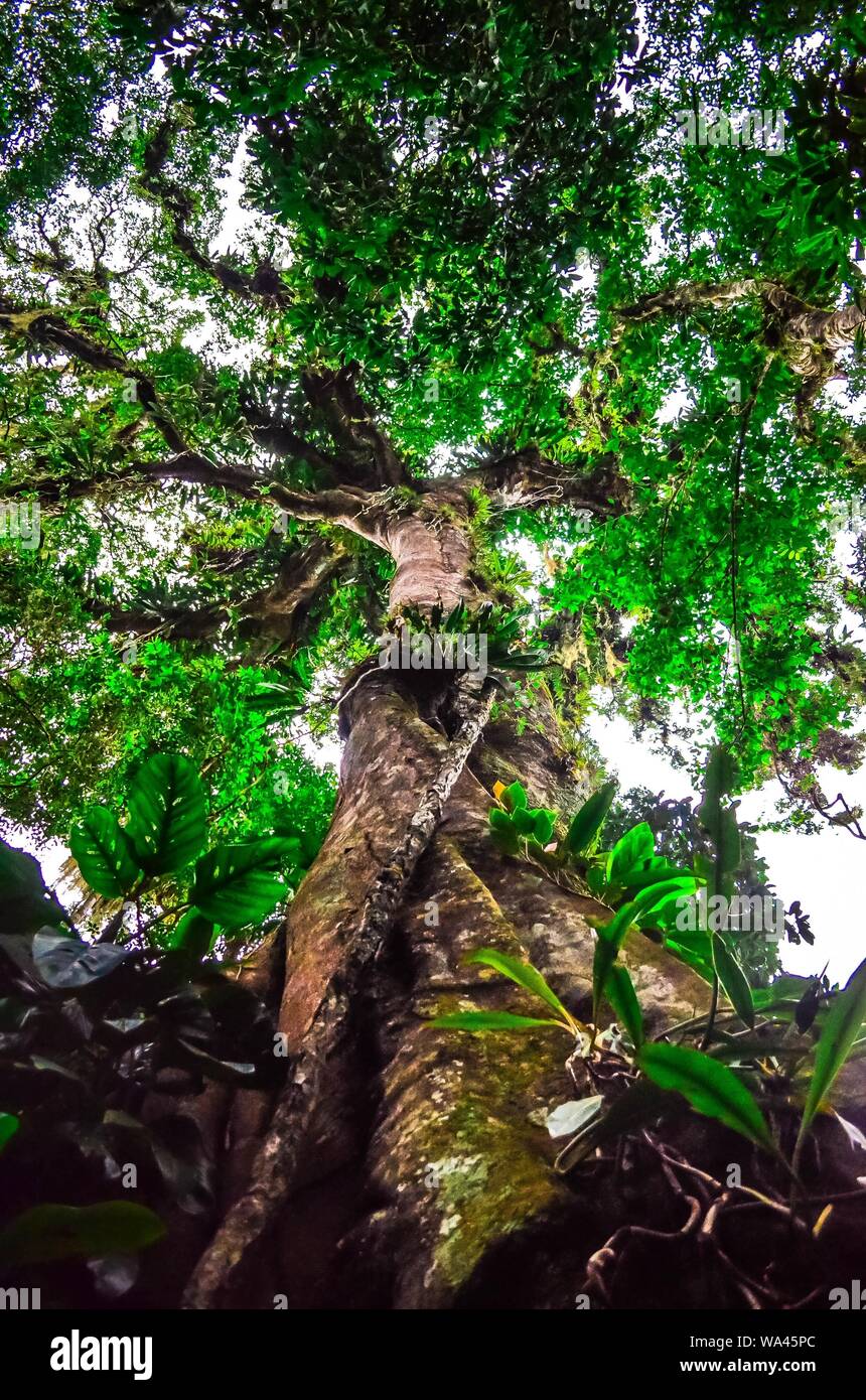 Low angle shot of a large tall tree in redwoods of California Stock ...