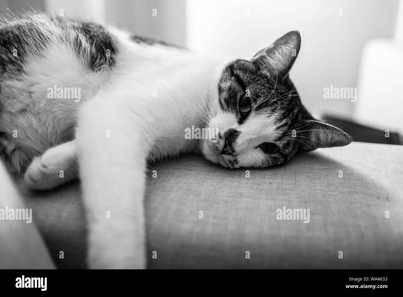 Cute cat laying on a sofa looking at the camera in black and white ...