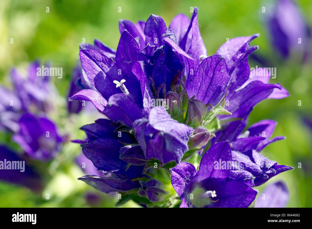Clustered Bellflower (campanula glomerata), close up of the individual flowers and buds of the flower head. Stock Photo