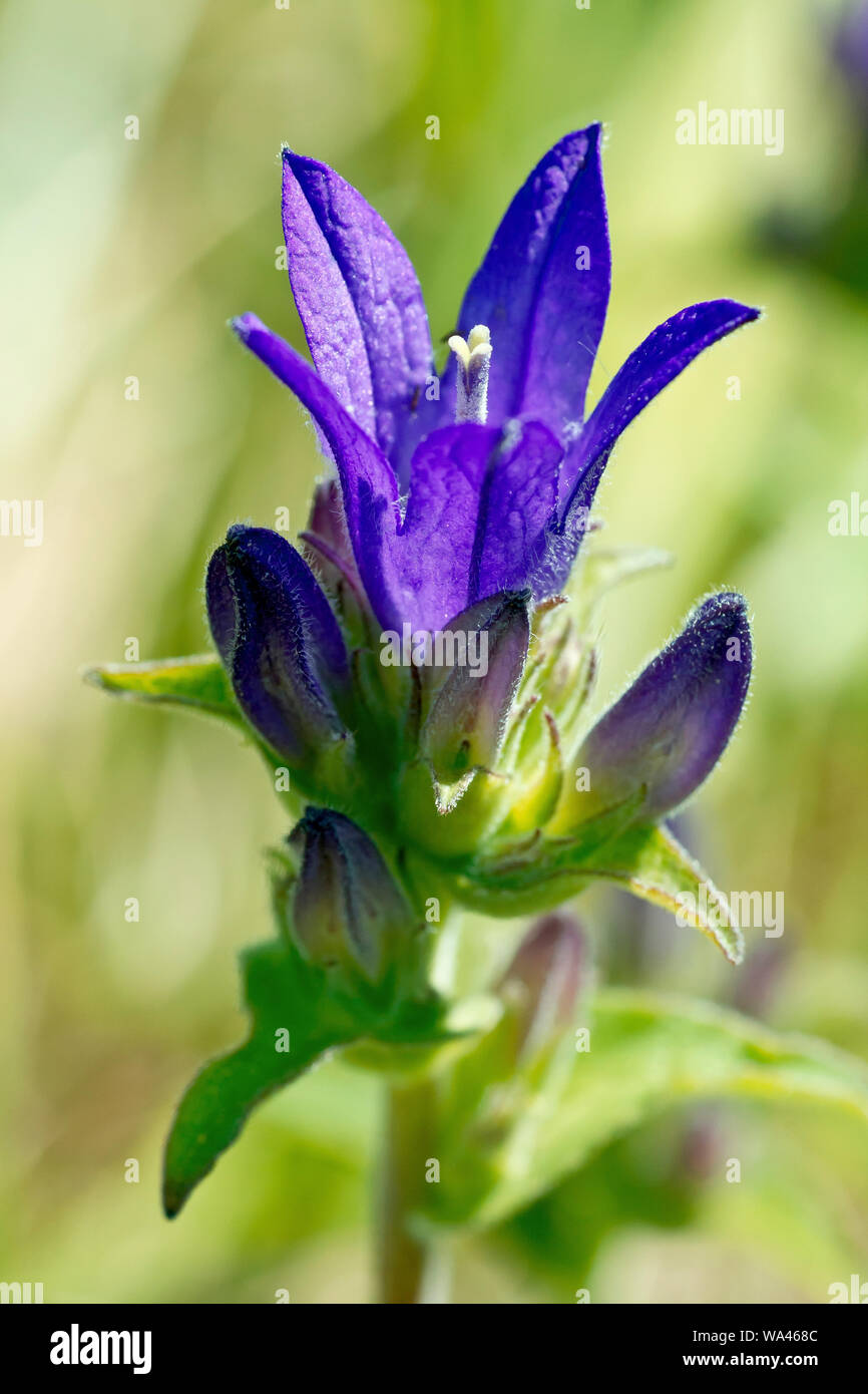 Clustered Bellflower (campanula glomerata), close up showing the structure of the flower head, with a single open flower surrounded by buds. Stock Photo