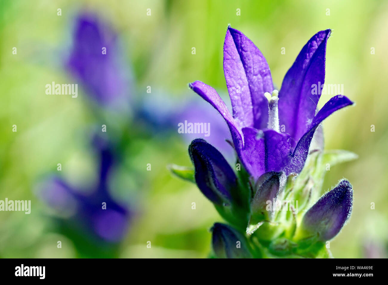 Clustered Bellflower (campanula glomerata), close up of an individual flower with buds. Stock Photo