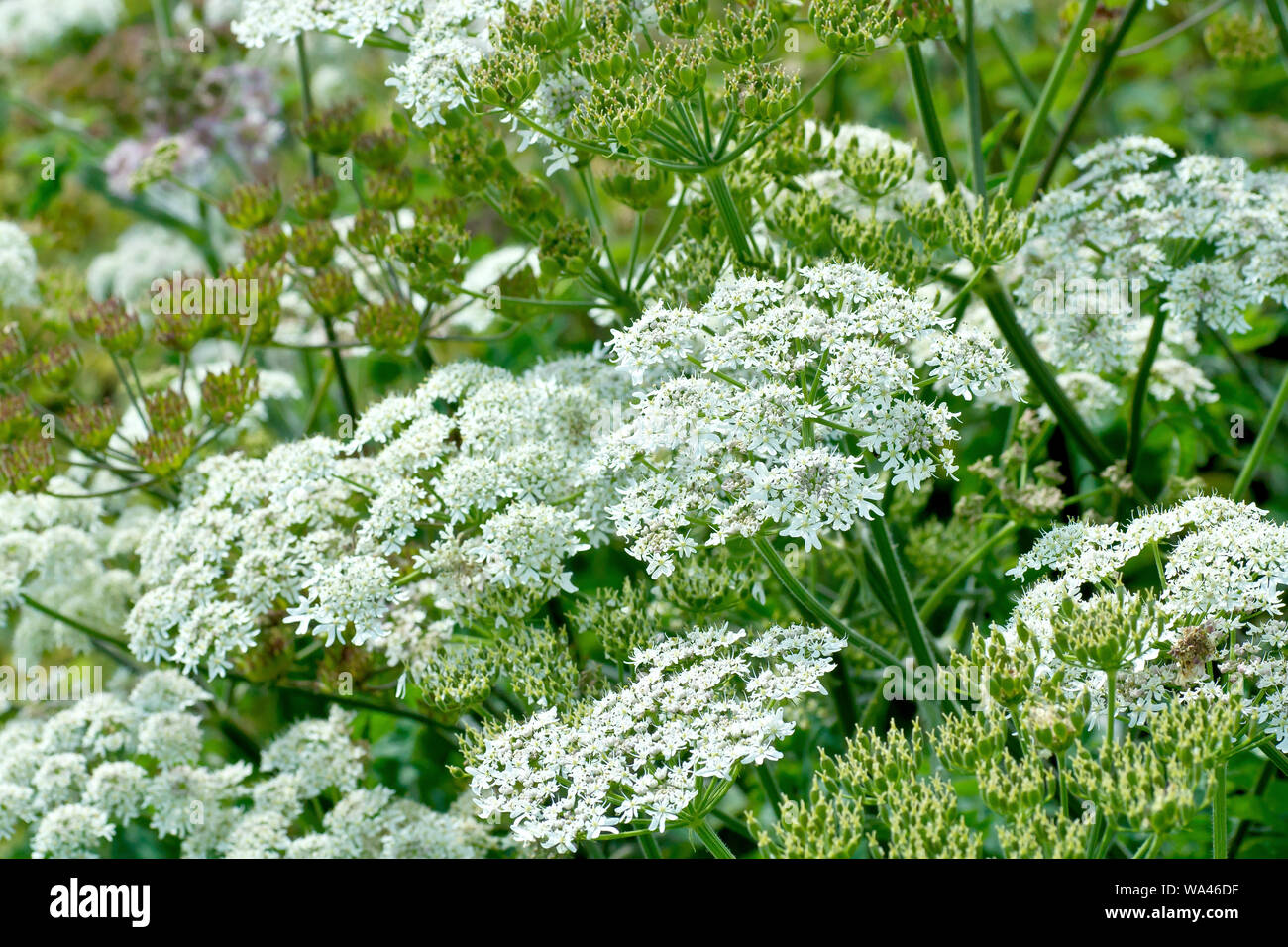 Hogweed or Cow Parsnip (heracleum sphondylium) in various stages of growth - in bud, in flower and going to seed. Stock Photo
