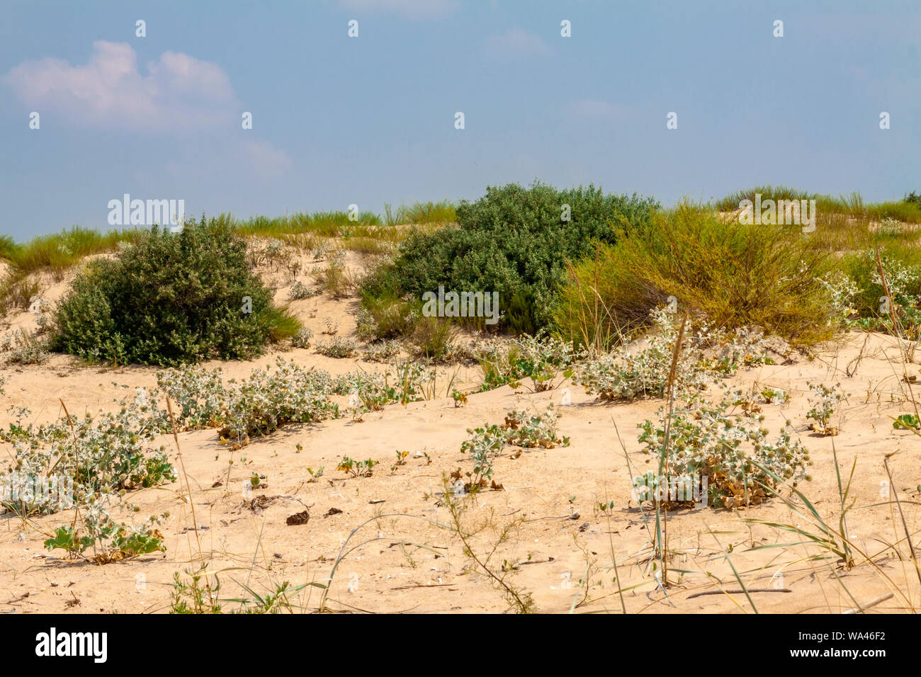 dry land without water for days drought deseart Stock Photo Alamy