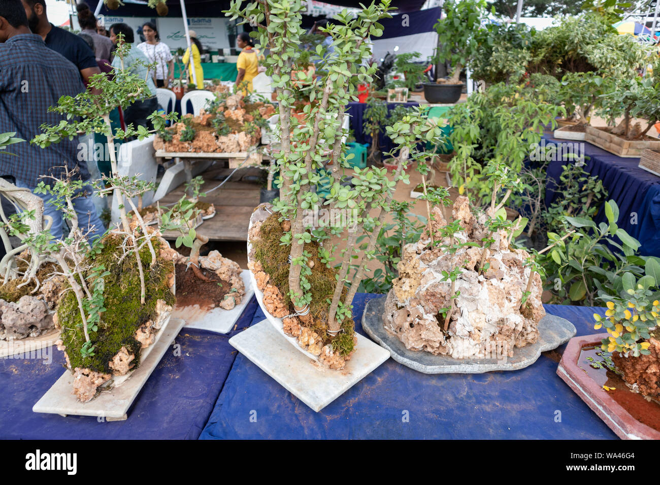 Hyderabad,India CIRCA AUGUST 2019.Various types of Penjing Bonsai for
