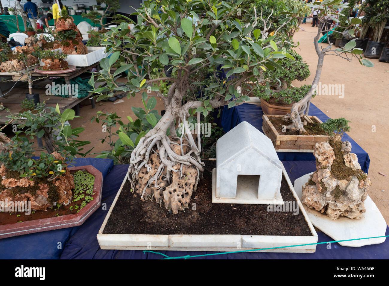 Hyderabad,India CIRCA AUGUST 2019.Various types of Penjing Bonsai for
