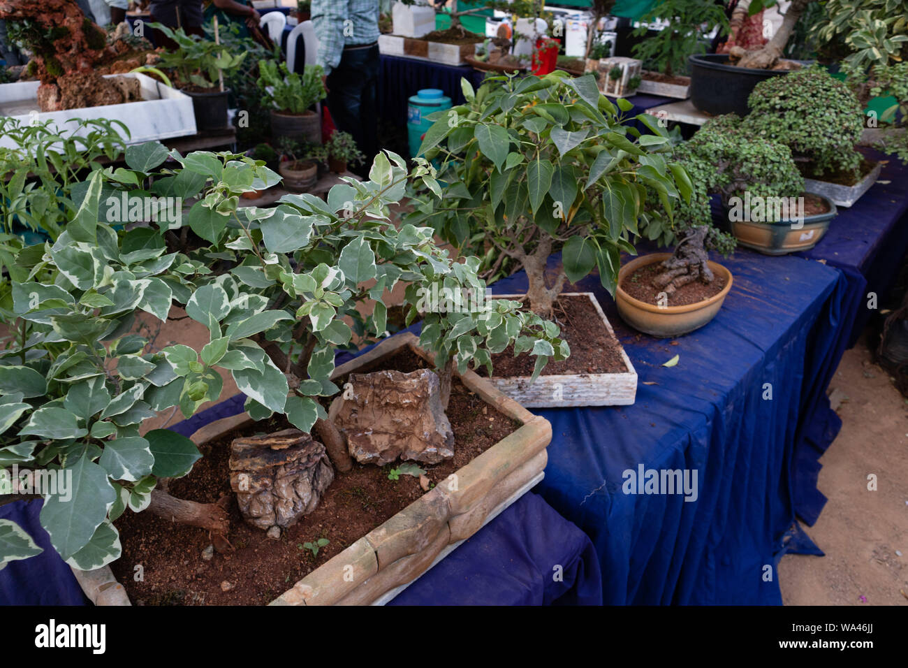 Hyderabad,India CIRCA AUGUST 2019.Various types of Penjing Bonsai for